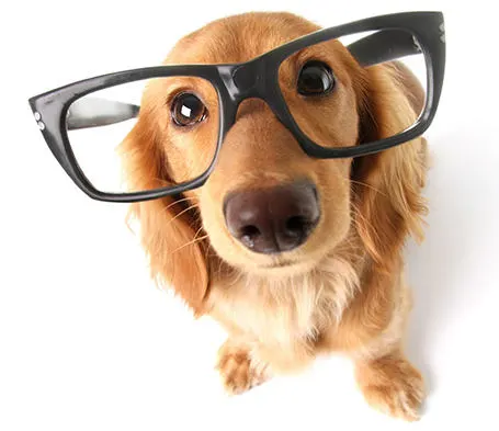 Sarah T. — pet behavior researcher and writer